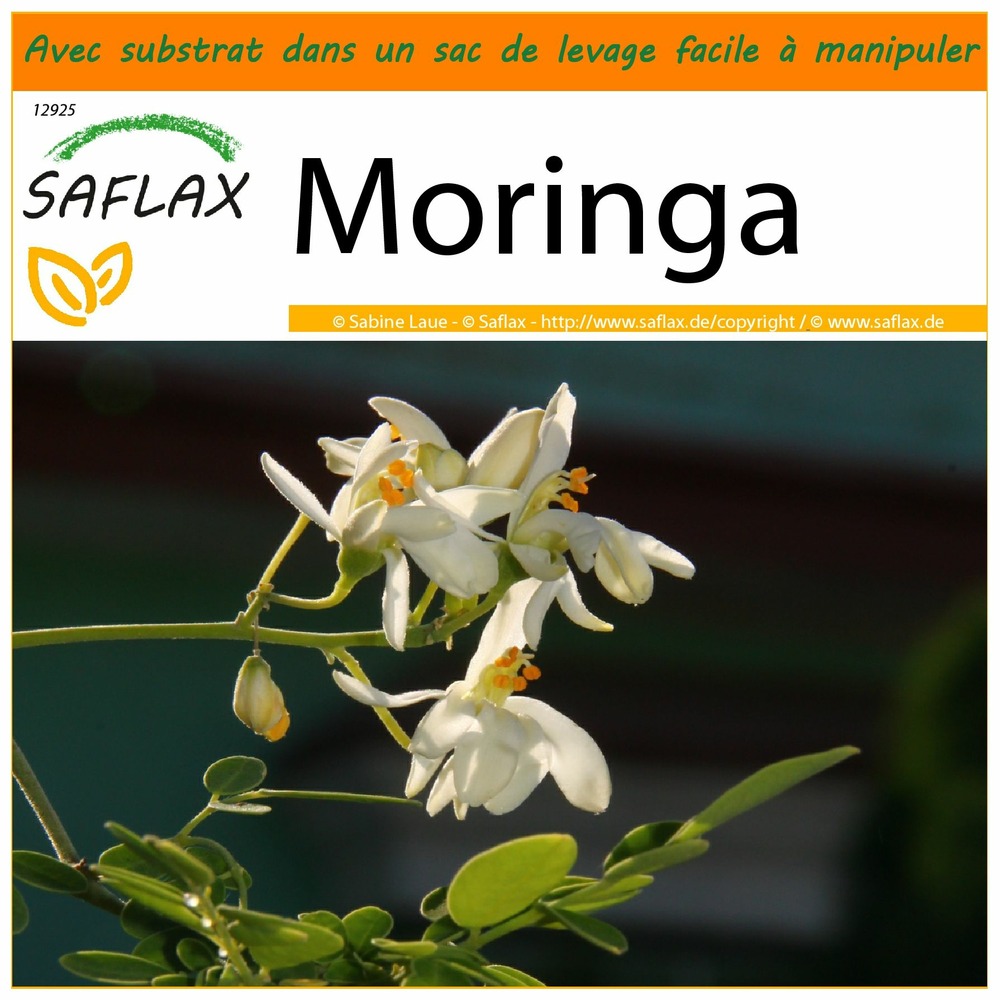 Garden in the bag - moringa - 10 graines - moringa oleifera