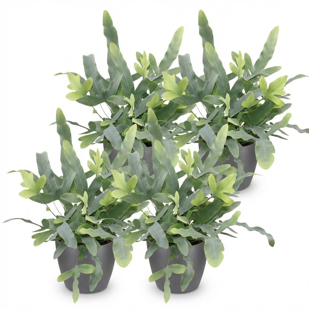 Phlebodium aureum blue star - pet-friendly - pot de 12cm - hauteur 25-30cm
