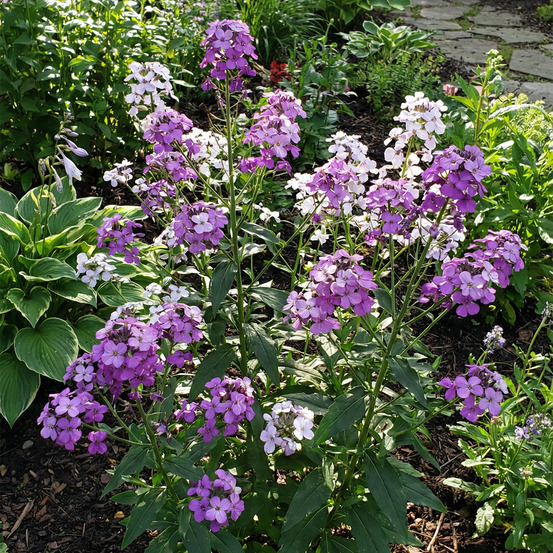 Lot de 3 - hesperis matronalis ‘violet’ - fleur damas - h. 10-20 cm