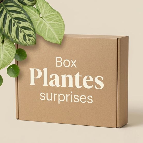 Box plantes mystères - pack plantes surprises - lot plantes d'intérieur surprises - 3 plantes surprises - plantes d'intérieur