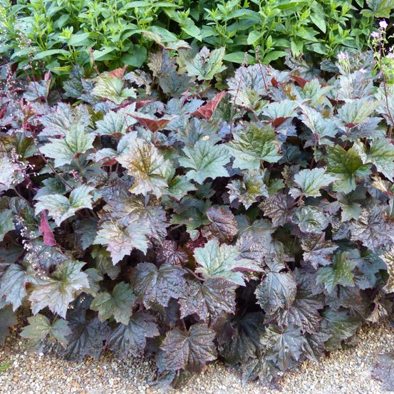 Heuchère 'palace purple' godet de 7/8 cm