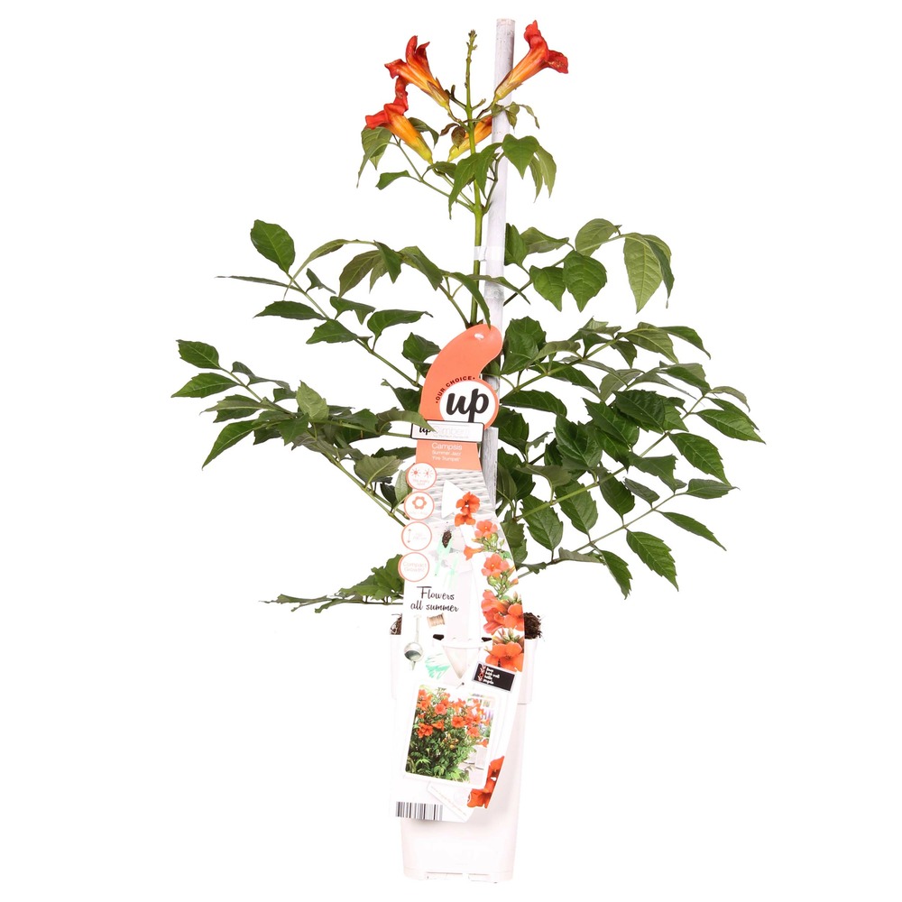 Campsis radicans 'flamengo' - bignone rouge - plantes grimpantes - 50-70 cm de haut - pot 15 cm