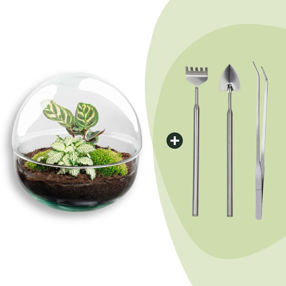 Terrarium à composer boule en verre recyclé - ø20-h20cm - avec râteau, pelle et pince - fittonia calathea - terrarium diy