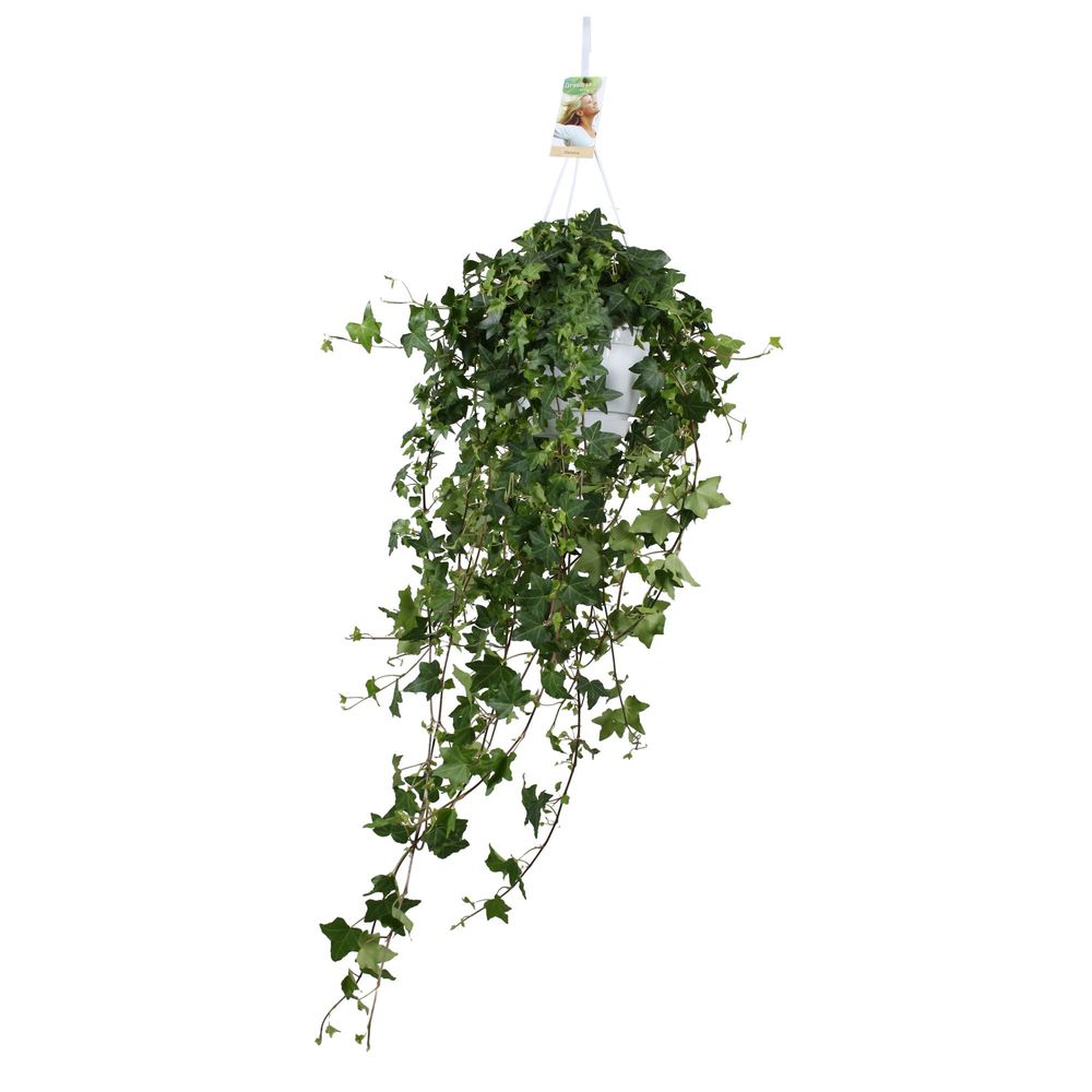 Hedera helix pitsburg - hang/xxl - ø17cm - ↕cm - plantes d'intérieur