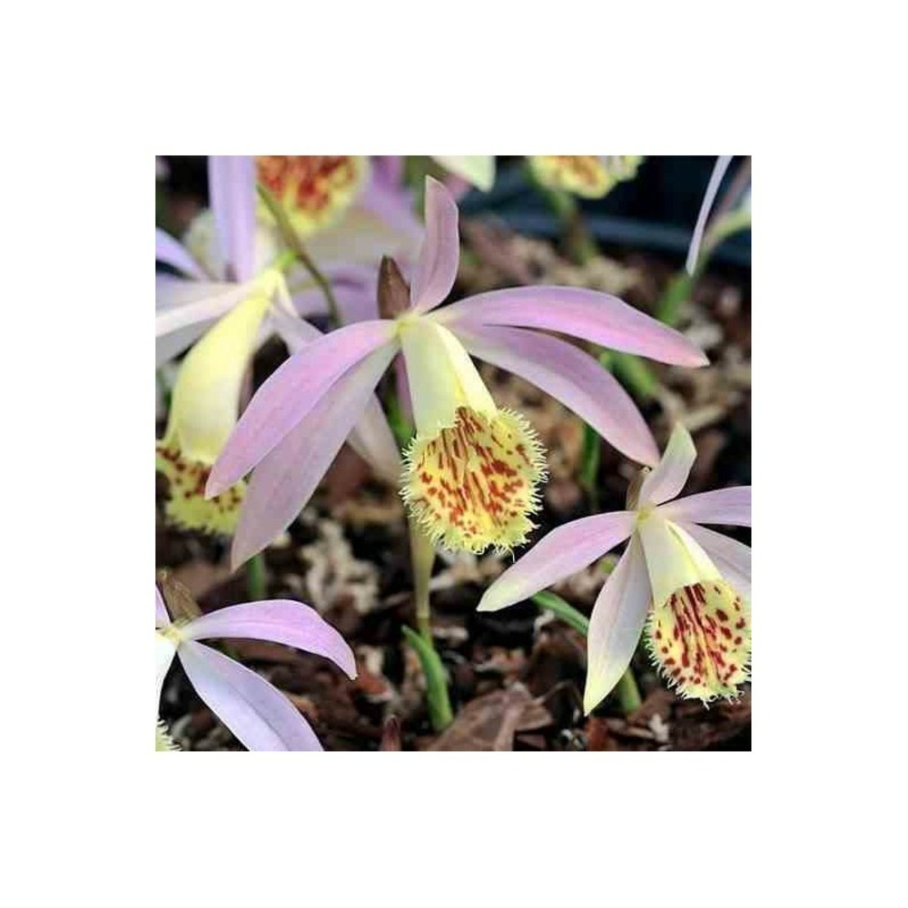 Pléione grandiflora pot de 1 litre - 0/40 cm