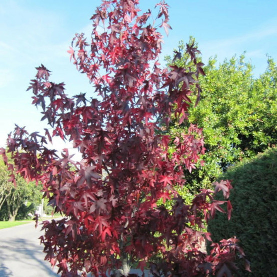 Copalme d'amérique paarl pot de 15l - baliveau