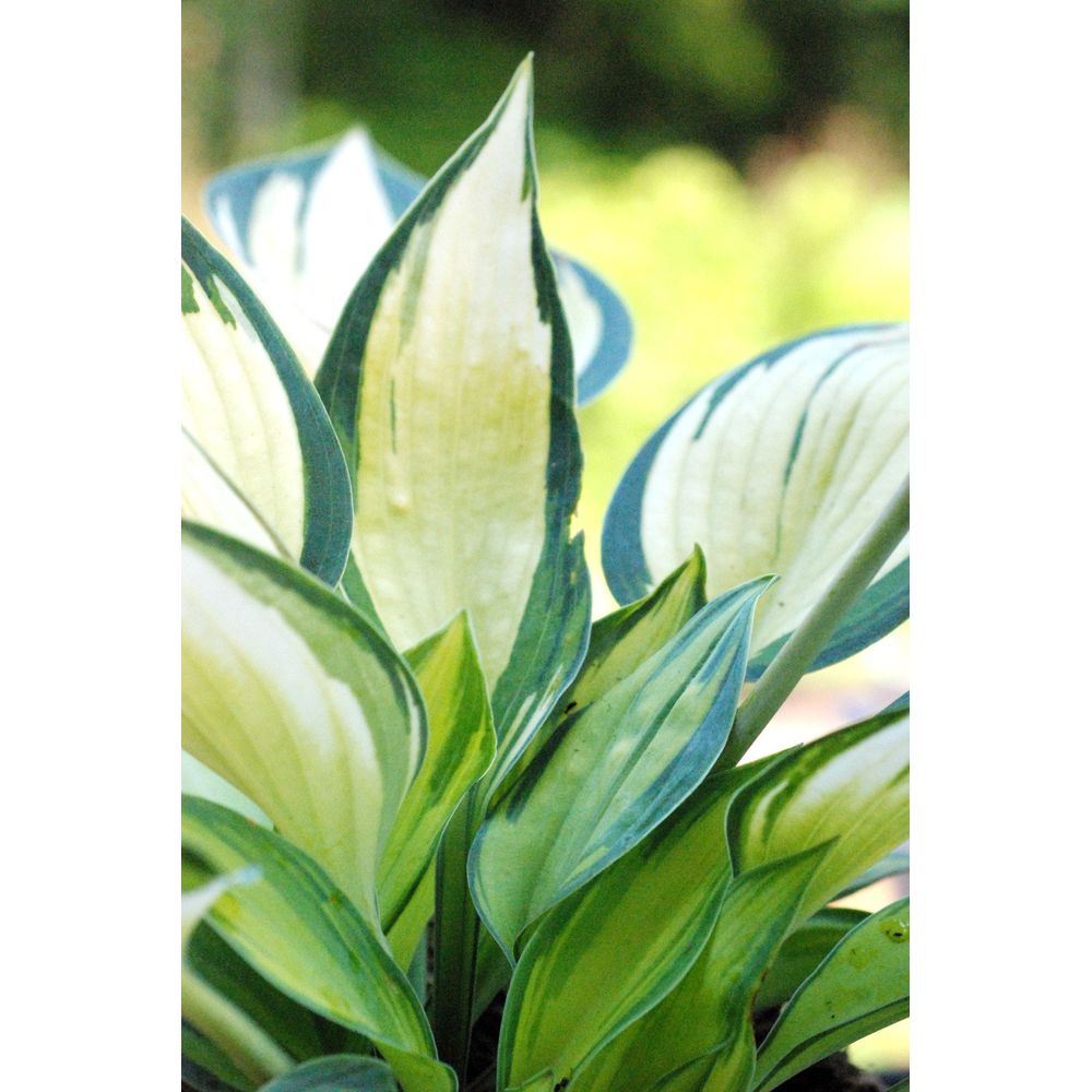 Hosta 'june' - en pot de 3 litres