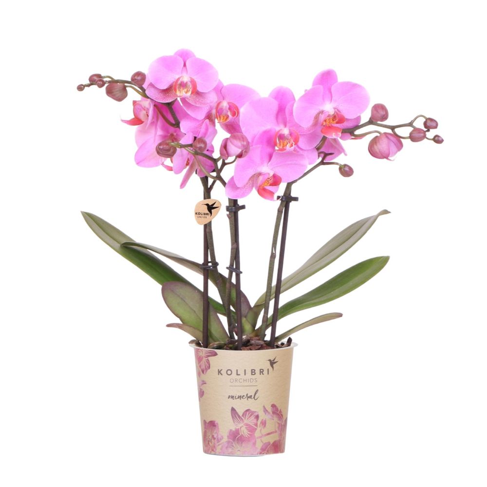 Orchidée phalaenopsis 'frederikstad' violet-rose (phalaenopsis) - pot de 9cm - plantes d'intérieur