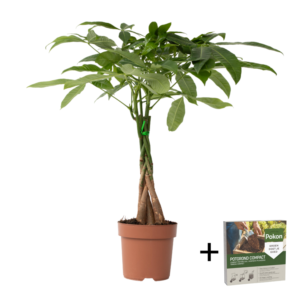 Arbre à argent - pachira aquatica - hauteur 60-70cm - ⌀17cm