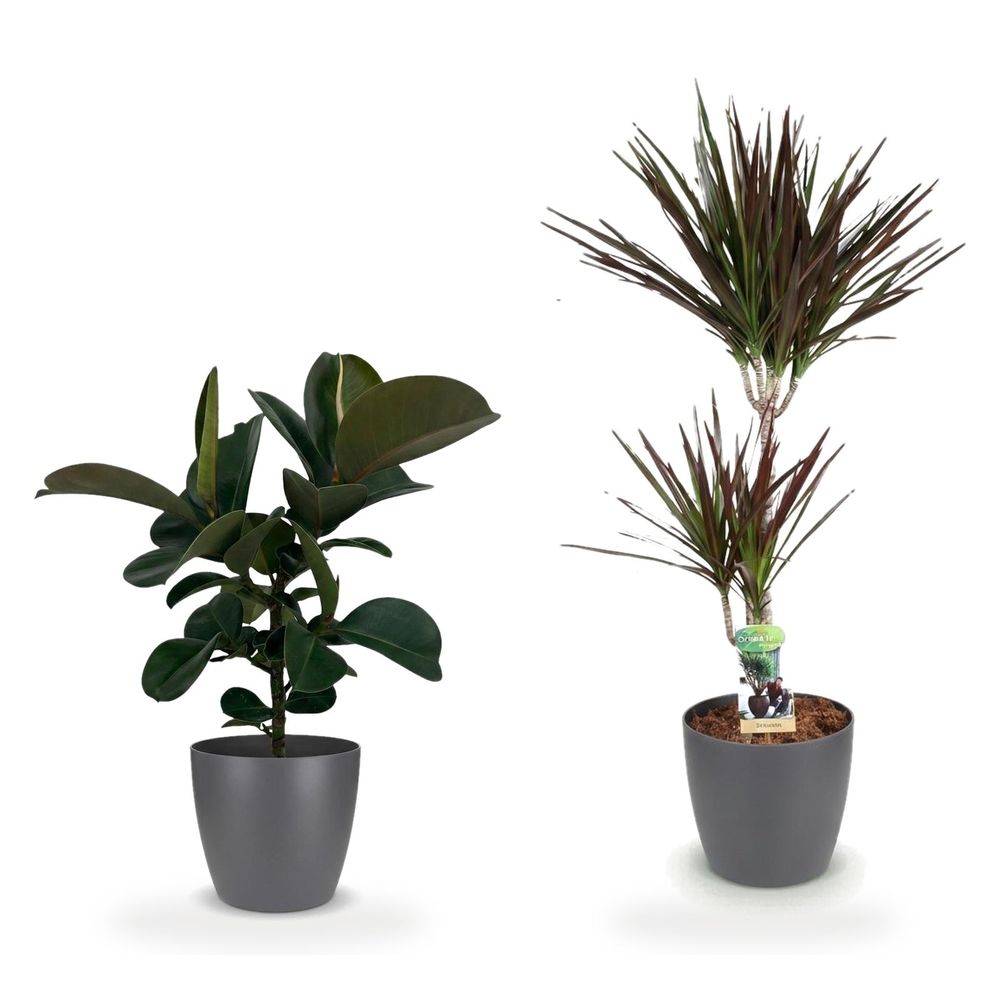 Duo design pot gris — ficus elastica cloe & dracaena magenta