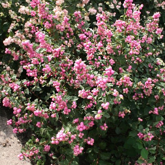 Symphorine magical® sweet 'kolmaswet', symphoricarpos pot de 3l - 20/40 cm
