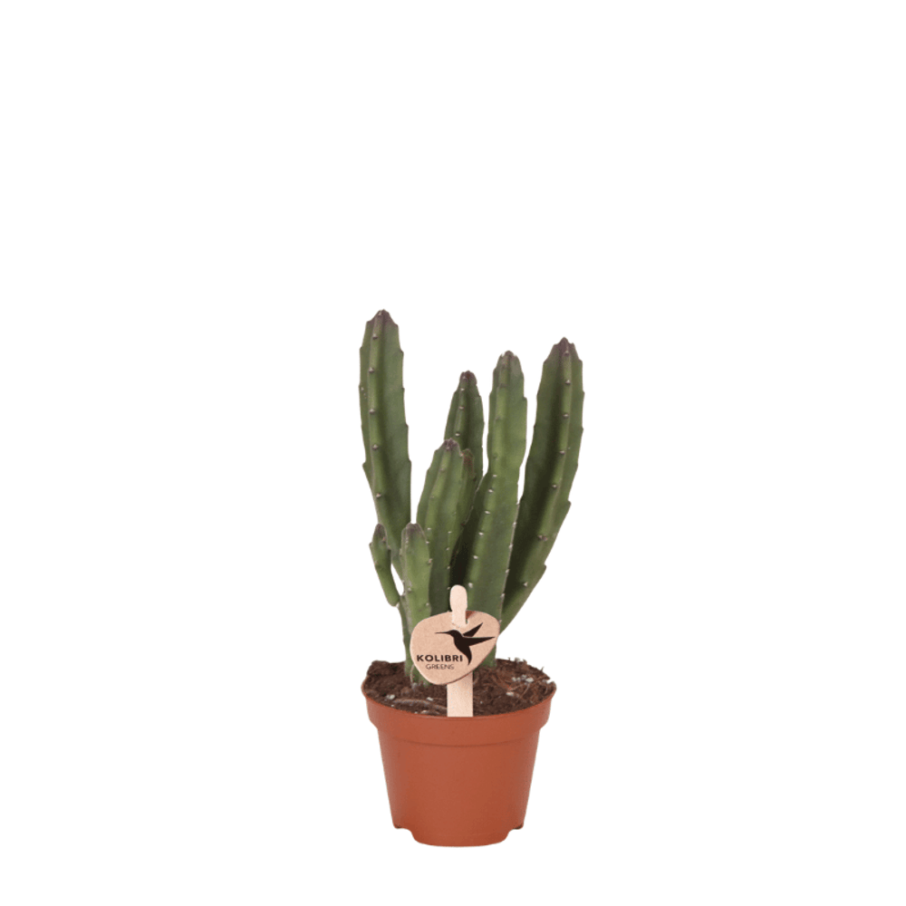 Plante d'intérieur - stapelia leendertziae - ø6cm - ↕15cm - plante d’intérieur