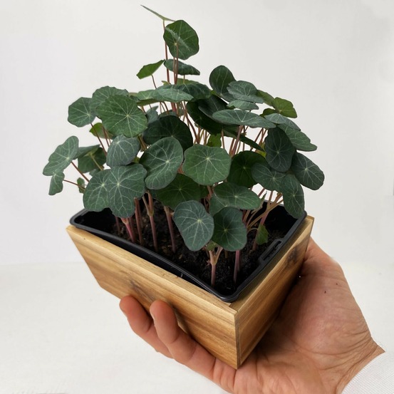 Graines de micro pousses de capucine