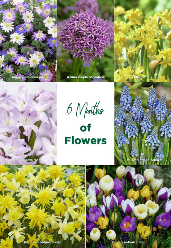 Mélange de 100 fleurs - 6 mois - mélange de couleurs - mélange de 7 variétés - pousse de 5 à 90 cm