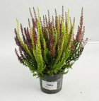Plant de bruyere calluna tricolore  pot 11 cm