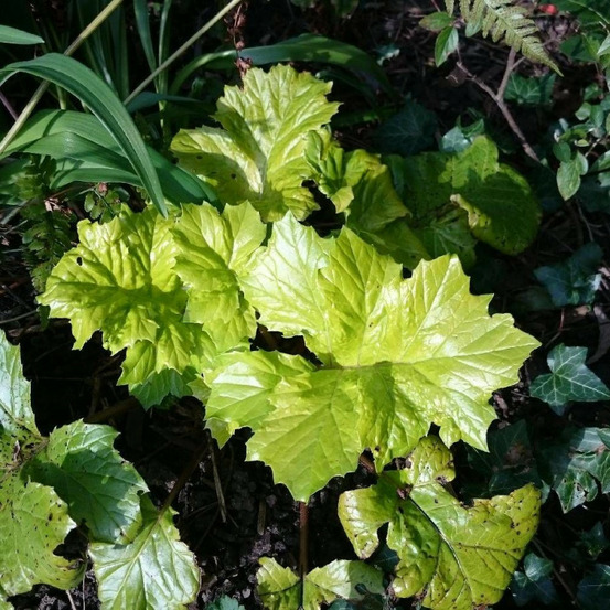 Acanthe hollard's gold, acanthus godet - 5/20 cm