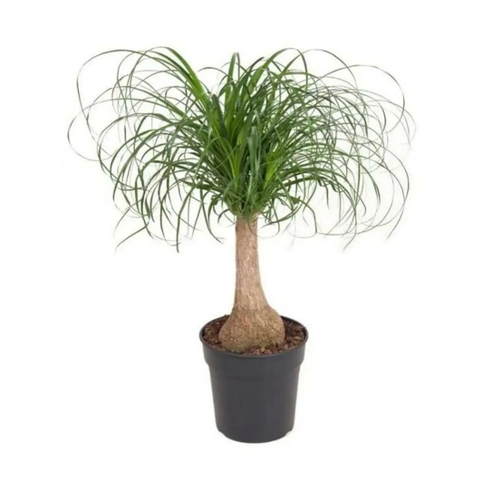 Beaucarnea recurvata - pied d'éléphant - ↕ 50-60 cm - ⌀ 21 cm - plante d'intérieur