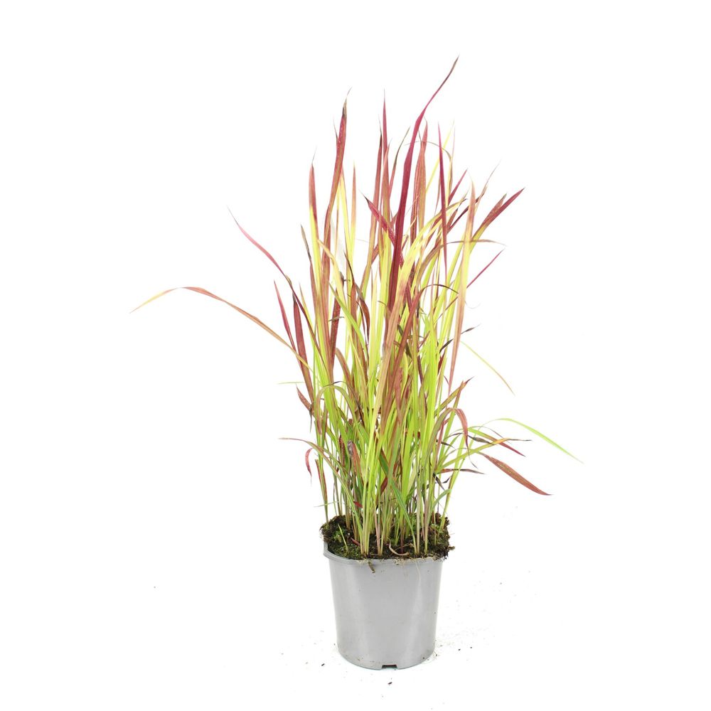 Imperata pot 2 l