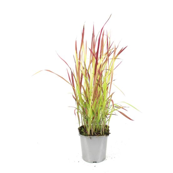 Imperata pot 2 l