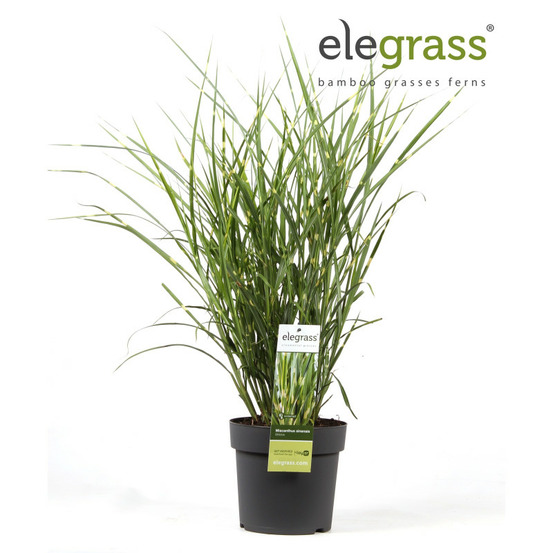 Roseau de chine strictus 30/40cm pot 23cm - miscanthus sinensis strictus