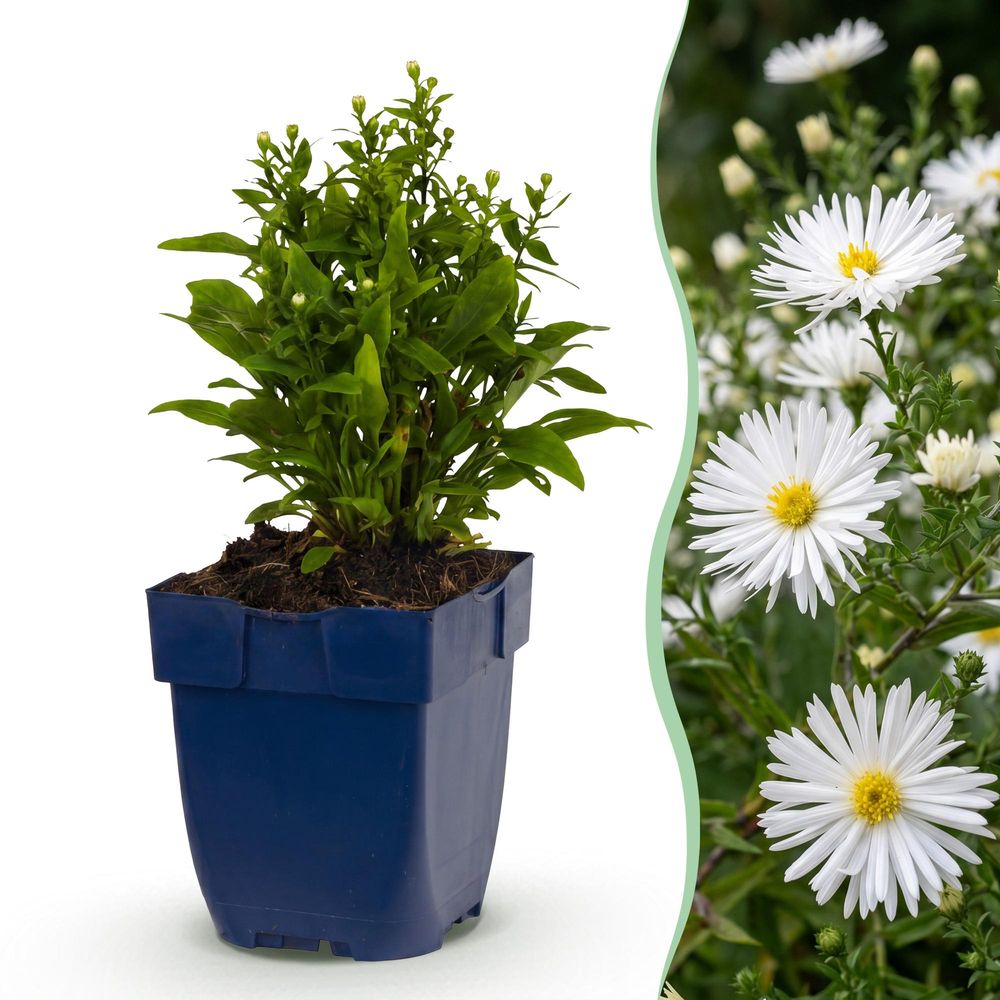 Aster - lot de 24 - pot 11 cm - hauteur 25 cm