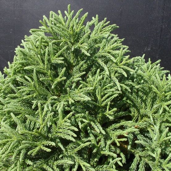 Cèdre du japon globosa nana, cryptomeria pot de 5l - 40/60 cm