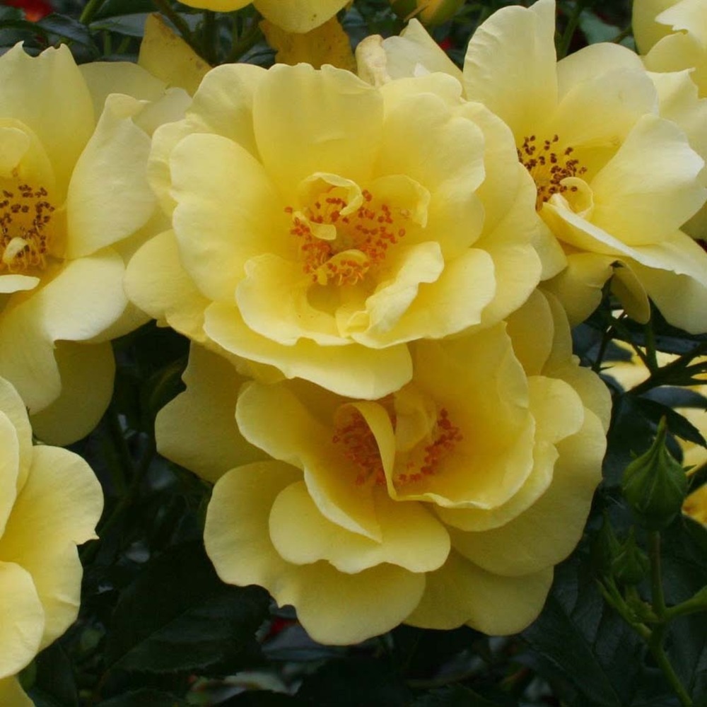 Rosier decorosiers® 'suneva'® racines nues en motte