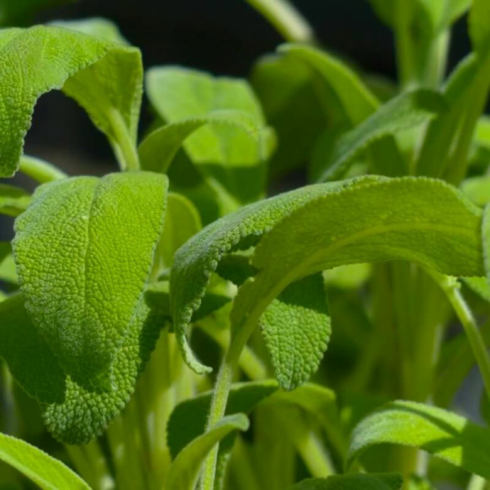 SAUGE OFFICINALE GF H13A25-(766495)