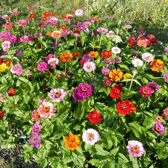 Hortensia 'seemanii' le sachet de 200 graines environ (2g)