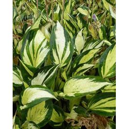 Hosta Pathfinder Hosta pathfinder - le pot / ø 9cm | Truffaut