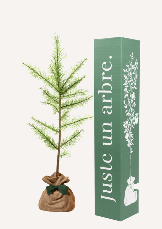 Melèze d'europe | offrez un arbre pour célébrer les grands moments de vie (naissance, mariage). Un cadeau unique.
