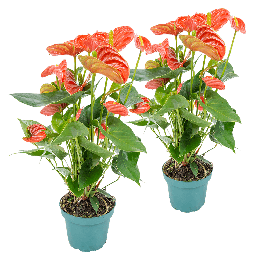 Lot de 2 - anthurium orange - flamant rose - plante d'intérieur - h. 30-40 cm - p. 12 cm
