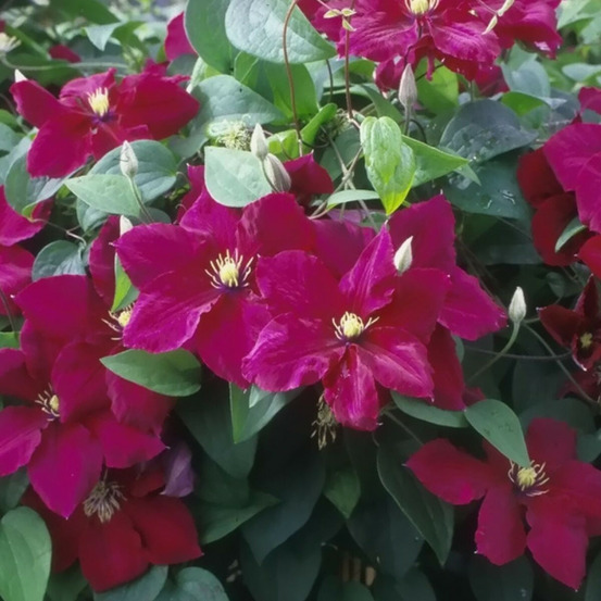 Clématite rosemoor™ 'evipo002' pot de 1,5l - tuteur bambou 30/60 cm