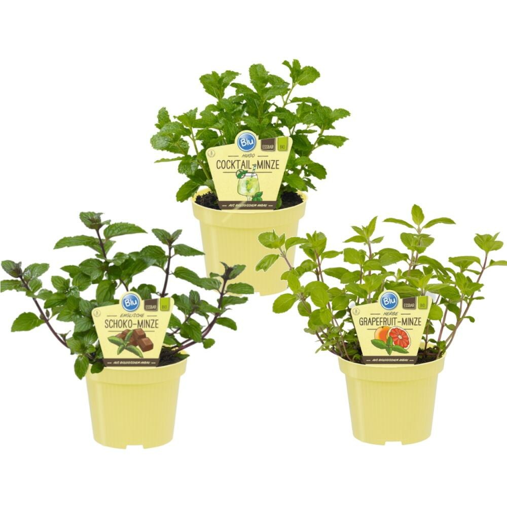Menthe insolite - set de 3 plantes bio - chocolat - hugo - pamplemousse - pot 12cm