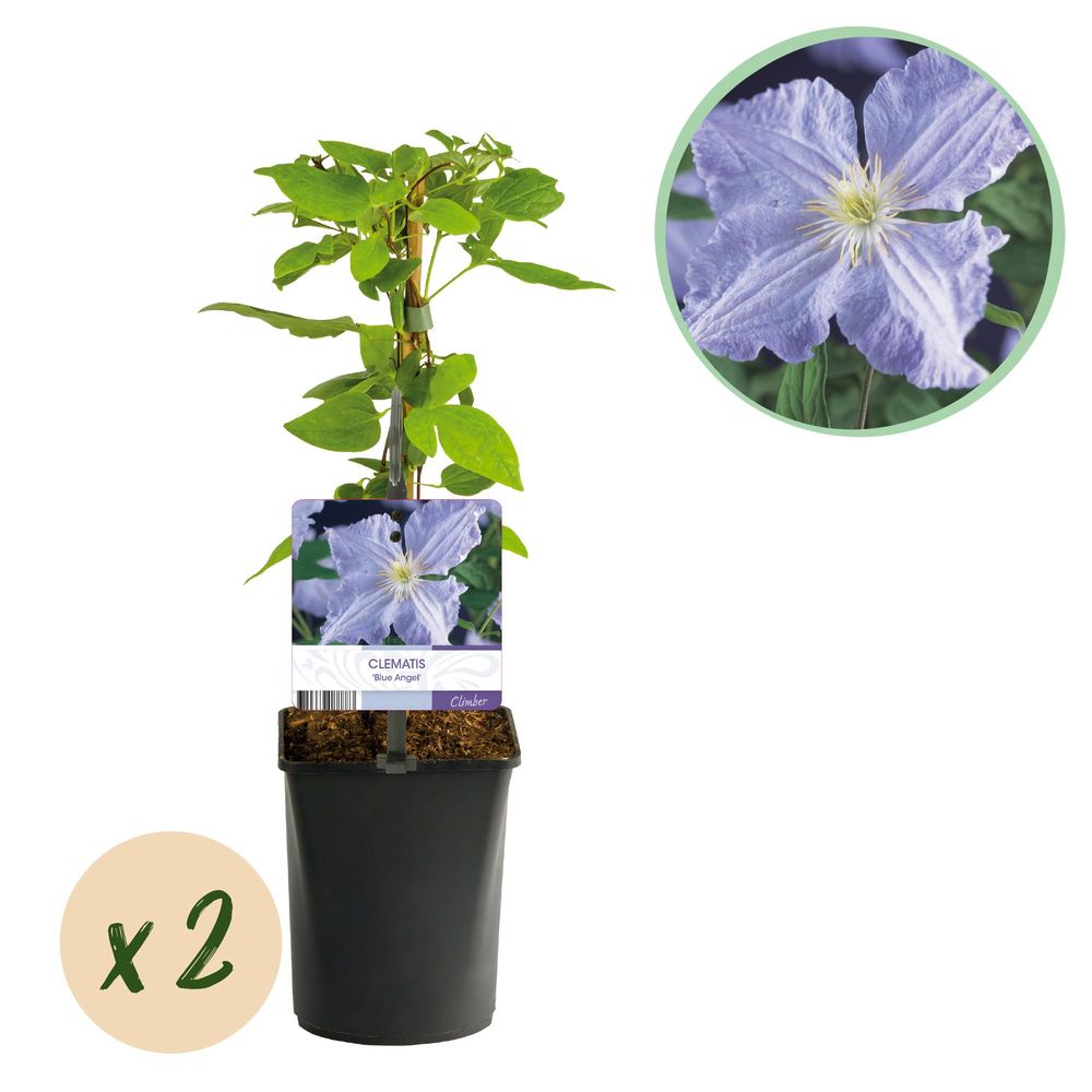 Clématite 'blue angel' - pot 11 cm - hauteur 40 cm - plante d'extérieur