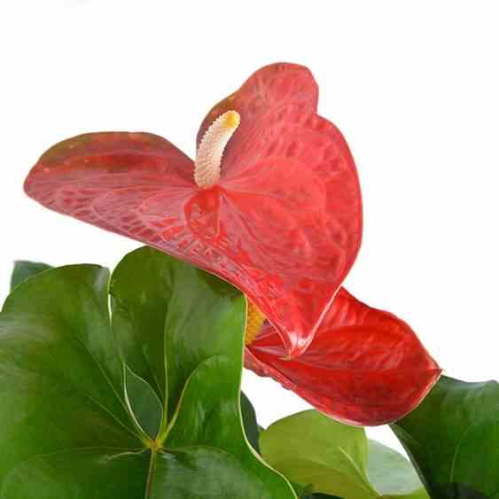 Anthurium andreanum rouge dakota (anthure flamant rose, langue de feu) taille pot de 2 litres - 50/70 cm