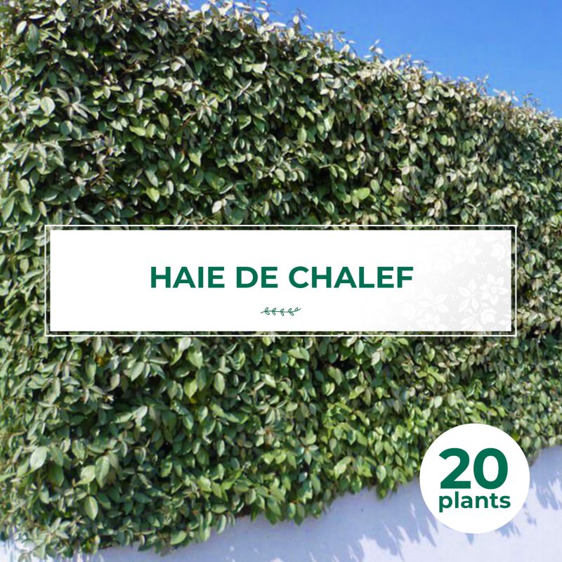 20 chalef (eleagnus ebbingei) - haie de chalef - 20 jeunes plants : taille 20/40cm