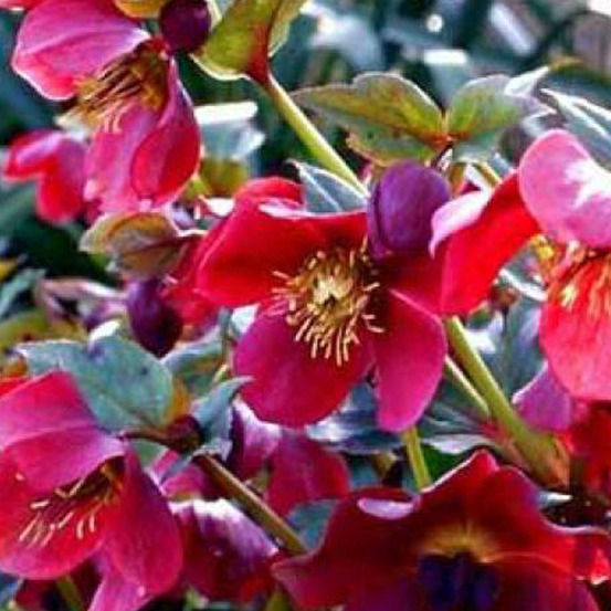 6 x hellébore orientale 'red lady' - helleborus orientalis 'red lady' - godet 9cm x 9cm