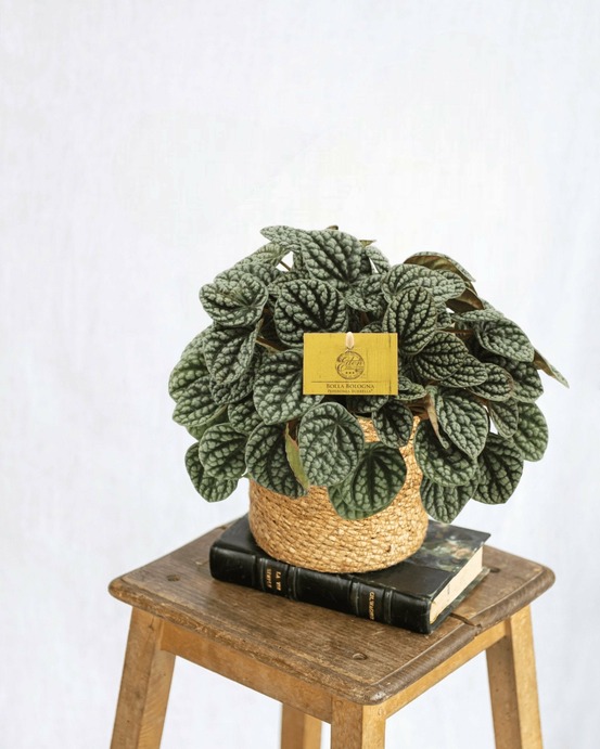 Peperomia burbella 25cm - plante d'intérieur