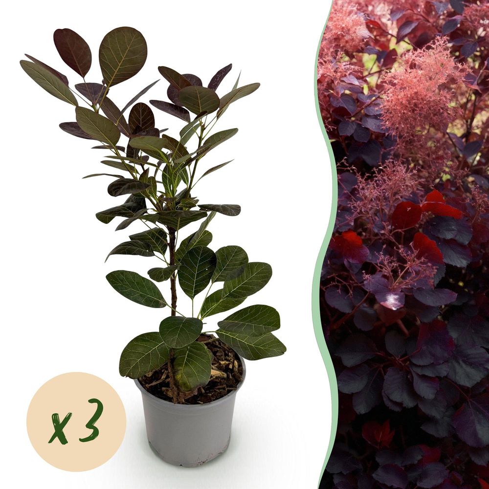 Arbre à perruque 'royal purple' - lot de 3 - pot 12 cm - hauteur 35 cm