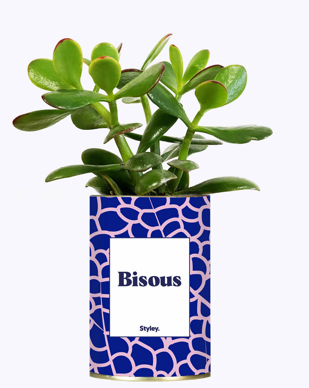 Plante drôle - bisous - cactus