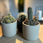 Lot 3 cactus en pot de 8 cm (d)