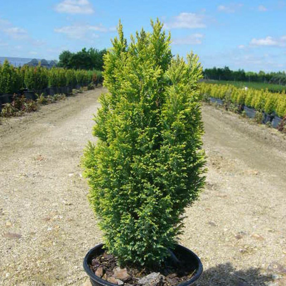 Cyprès de lawson ellwood's gold, chamaecyparis lawsoniana pot de 4l - 40/60 cm
