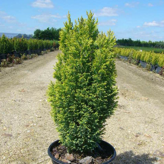 Cyprès de lawson ellwood's gold, chamaecyparis lawsoniana pot de 4l - 40/60 cm