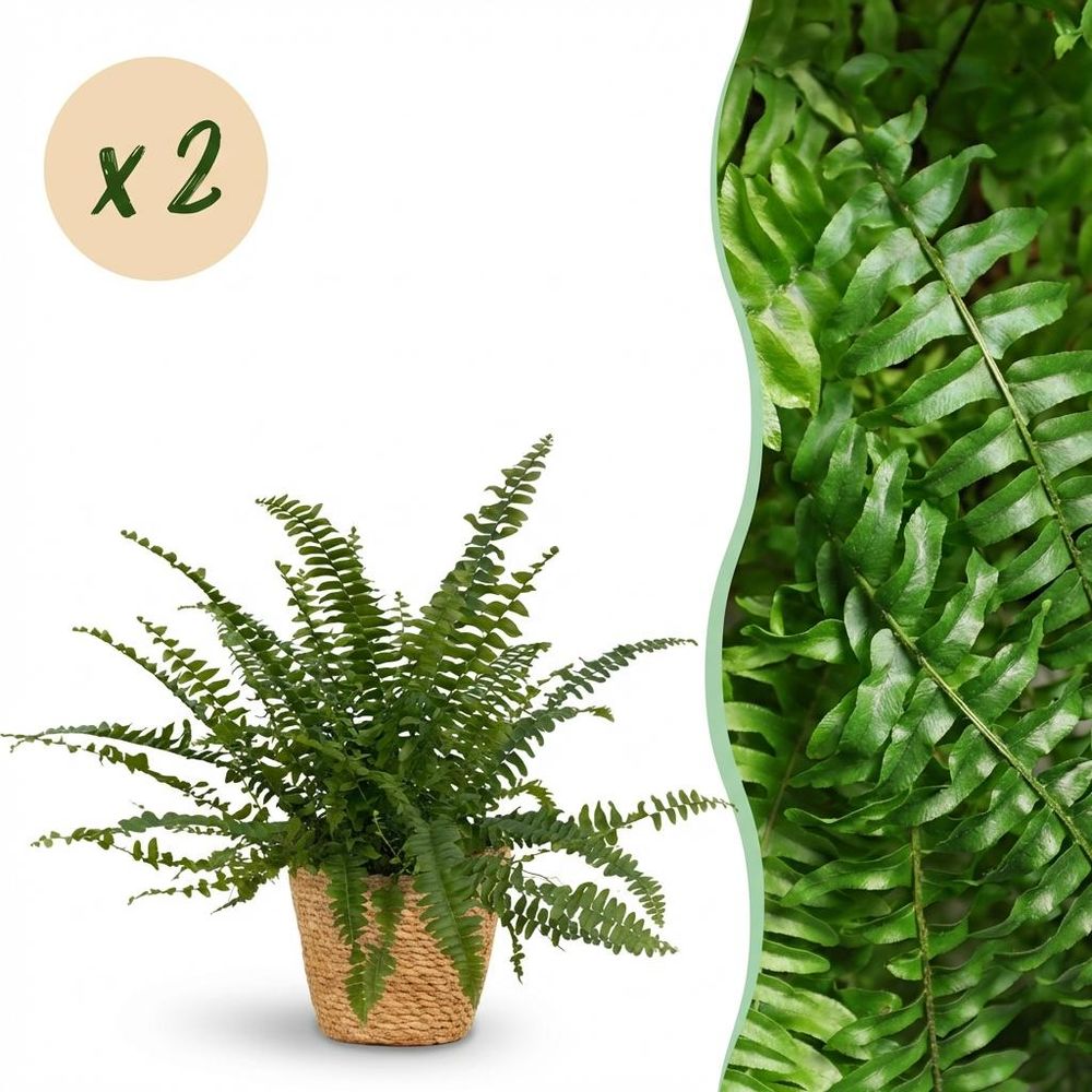 Nephrolepsis exaltata green lady - pet-friendly - pot de 12cm - hauteur 25-30cm - plantes d'intérieur