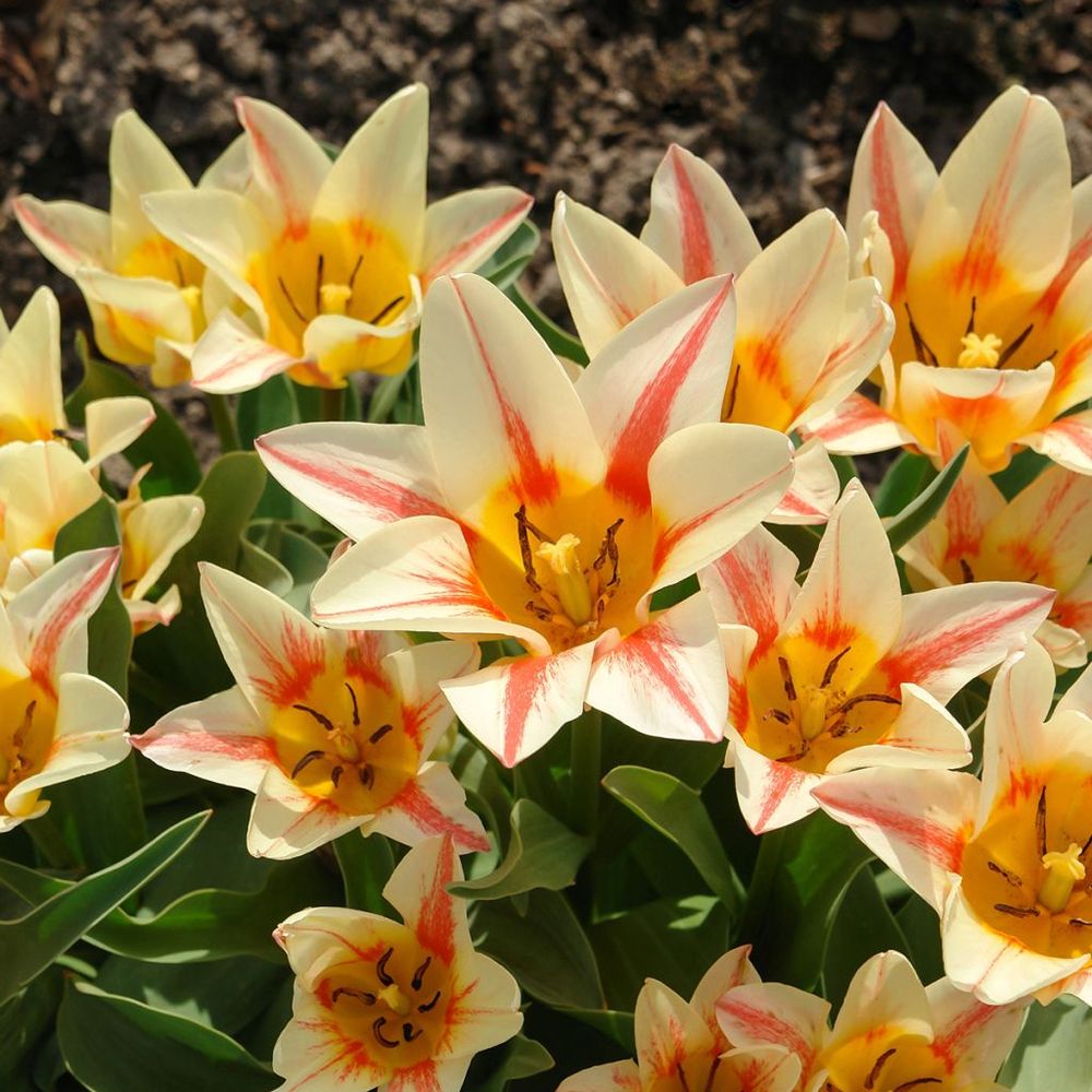 Tulipe greigii 'quebec' bulbe calibre 11+ (par 10)