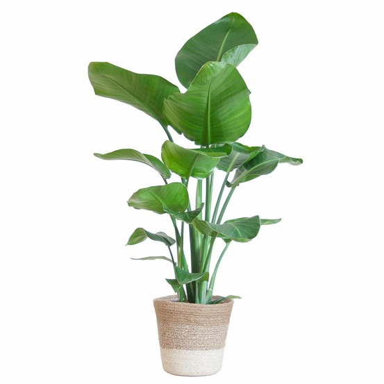 Strelitzia nicolai et son pot panier blanc - hauteur 80cm