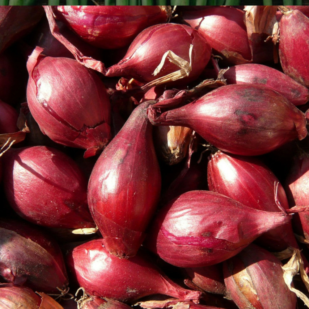 Graines d'oignon rouge de florence - vilmorin sachet