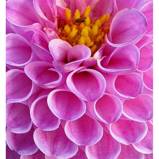 Bulbe de dahlia balle sandra sachet de 1 bulbe