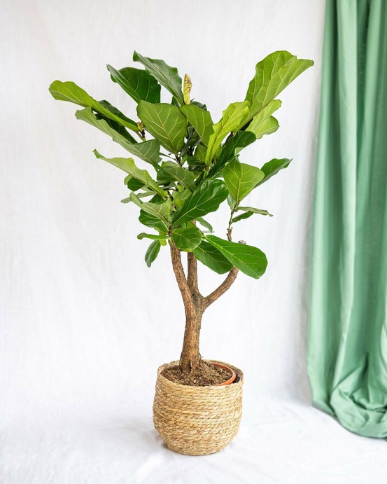 Ficus lyrata xl 110cm - plante d'intérieur
